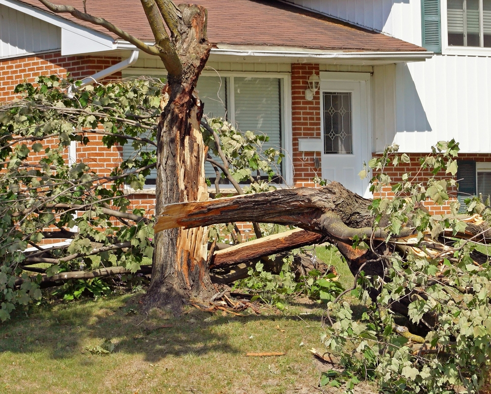 Storm Damage Restoration - Mike's Tree Removal Service